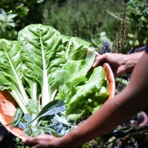 Off-grid Gardening 101: Tips for Growing Your Own Food Off the Grid